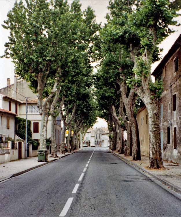 tree-lined street